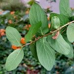 Lonicera tatarica Hedelmä