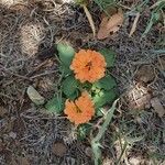 Crossandra fruticulosa 花