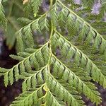Culcita macrocarpa 葉