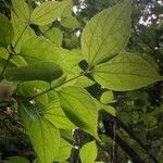 Philadelphus hirsutus Hoja