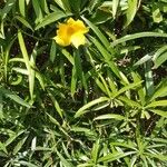 Thevetia neriifolia Flor