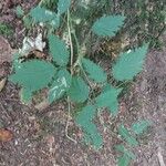 Rubus ursinus 葉