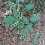 Rubus ursinus Leaf