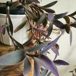 Tradescantia pallidaBlad