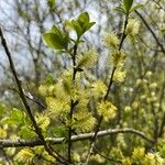 Salix myrsinifolia Цветок