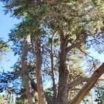 Hesperocyparis macrocarpa عادت