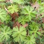 Geranium carolinianumLeaf