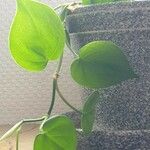 Philodendron hederaceum Φύλλο