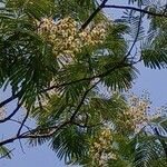Anadenanthera colubrina പുഷ്പം