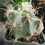 Ferocactus emoryi Habit