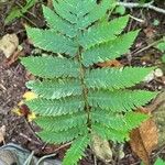 Dryopteris goldieana Leaf