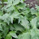 Acanthus hungaricus Blomst