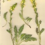 Pedicularis ascendens Other