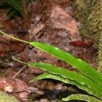 Lepisorus spicatus Habitat