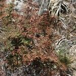 Hemionitis quadripinnata Συνήθη χαρακτηριστικά