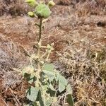 Abutilon pannosum ഇല