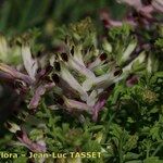 Fumaria bicolor 花