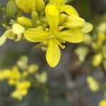 Biscutella lima Virág