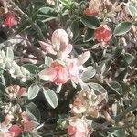 Indigofera oblongifolia Blüte