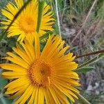 Inula montana Floare