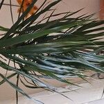 Dracaena reflexaLeaf