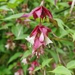 Leycesteria formosa Žiedas