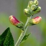 Digitalis thapsi Kwiat