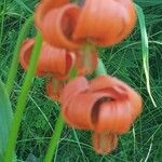 Lilium carniolicum Bloem