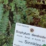 Biophytum dendroides Ostatní