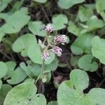 Petasites pyrenaicus 花