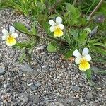 Viola arvensis Blomma