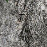 Auranticarpa rhombifolia 树皮