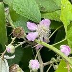 Rubus ulmifoliusLorea