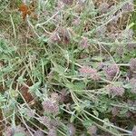 Mentha pulegium Flower