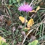 Cirsium monspessulanum