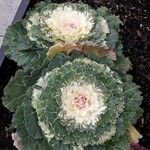 Brassica oleracea 葉