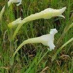Gladiolus gunnisii Floro