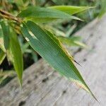 Phyllostachys nigra Blad