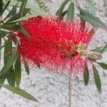 Melaleuca rugulosa花