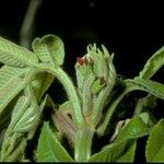 Juglans cinerea Kvet