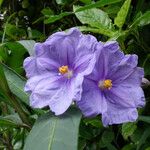 Solanum nudum Flower