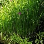 Iris ensata List