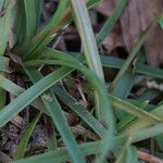 Fimbristylis cymosa Feuille