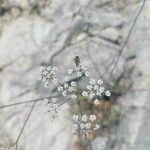 Ptychotis saxifraga Flor