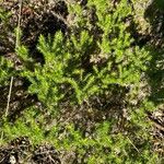 Phlox caespitosa Leaf