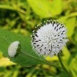 Melanthera nivea Flower