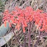 Aloe striata Цветок