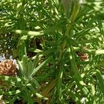 Lavandula viridis Leaf