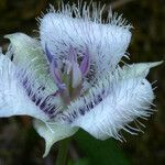 Calochortus tolmiei Квітка