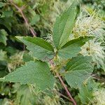 Clematis virginiana Hoja